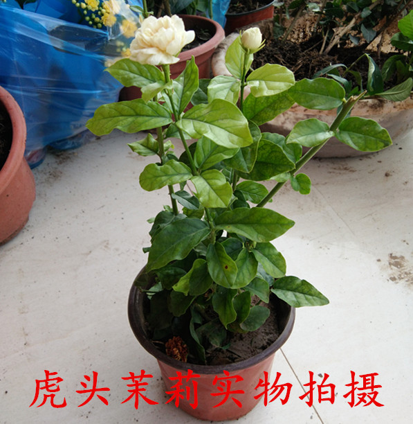 虎头茉莉花苗巴西茉莉花植物当年开花盆栽绿植养花卉茉莉花苗宝珠