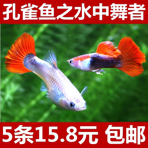 孔雀鱼 span class=h>活体/span>凤尾 span class=h>鱼苗/span>红