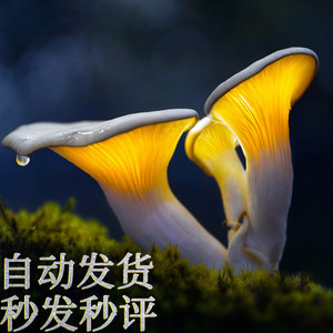 壁纸 动物 鱼 鱼类 300_300