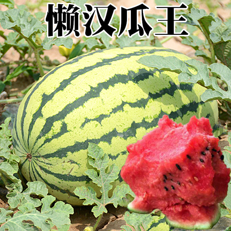 西瓜种籽巨型懒汉瓜王麒麟甜王四季播水果早熟脆甜多汁大西瓜种子