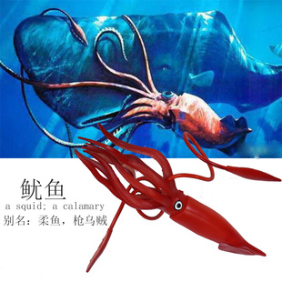 仿真野生海洋动物模型鱿鱼乌贼抹香鲸生物科教故事儿童益智玩具