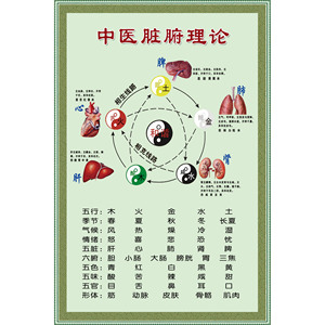 span class=h>中医/span>脏腑理论墙贴画 span class=h>中医/span