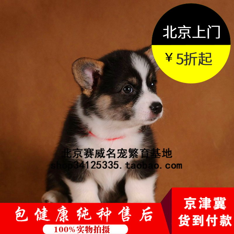 柯基犬幼犬活体纯种三色小柯基短腿宠物店狗狗北京家养出售柯基犬
