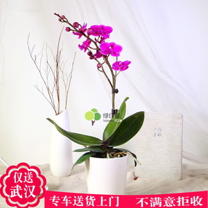 新品迷你小带花苞 span class=h>蝴蝶兰 /span> span class=h>花苗 