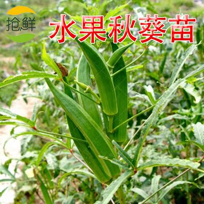 菜种子阳台种菜盆栽庭院 菜种子阳台种菜盆栽庭院价格 菜种子阳台种菜盆栽庭院图片