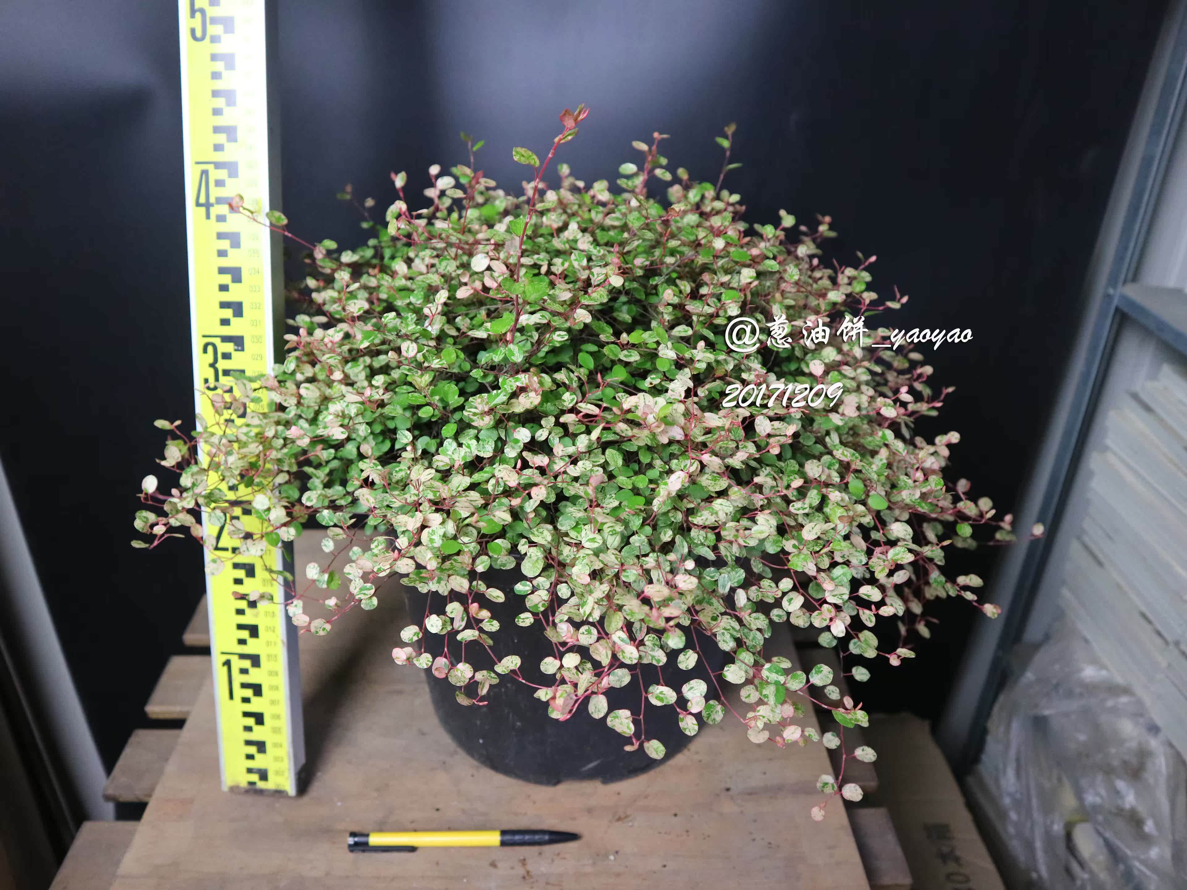 [3加仑成品]日本千叶兰"霓虹"muehlenbeckia complexa"spotlight"