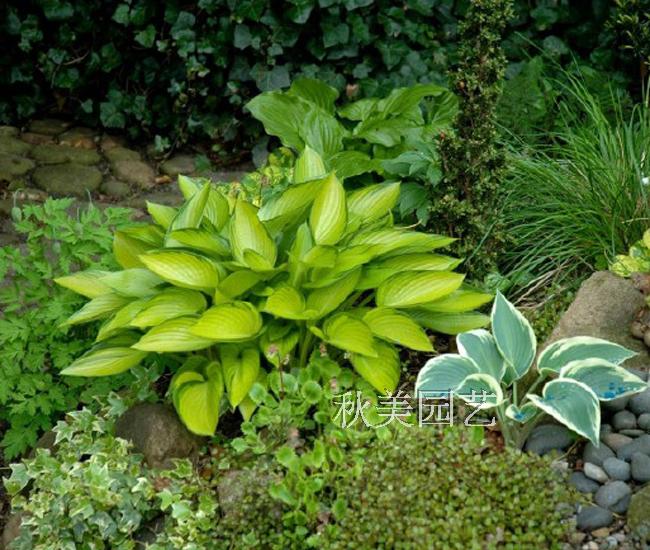 玉簪花 耐阴植物 庭院植物 观叶植物 多年生草本