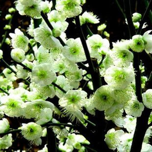 绿梅花盆景树桩盆栽绿萼梅别名白梅花盆景白梅花盆栽