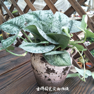 【四季常青大叶图片】四季常青大叶图片大全_好便宜网