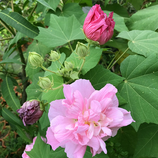 淘宝 七仙女茶花树苗一树多色盆栽品种茶花五色芙蓉绿植阳台花卉山茶