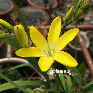 水仙花