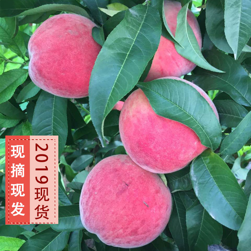 【现货】现摘桃子水果新鲜水蜜桃孕妇冬季水果脆甜毛桃3斤非油桃