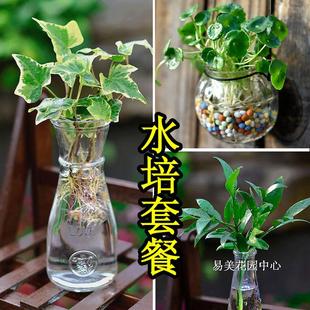 玻璃瓶水培植物套餐 竹柏铜钱草绿萝常春藤盆栽园艺绿植除甲醛