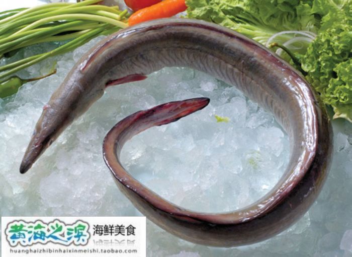 连云港特产 新鲜海鲜/鳗鱼  鳗鲡 白鳗 新鲜鳗鱼海鳗鱼 500克30元