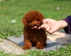 纯种泰迪幼犬家养图片