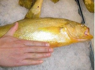 冰鲜 黄花鱼 大黄鱼 黄瓜鱼 黄金鱼 不同于小黄鱼