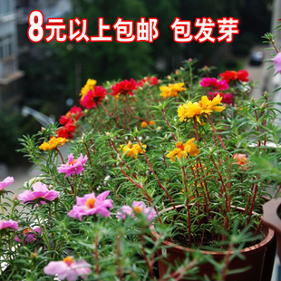 四季盆栽花卉种子重瓣太阳花种子100粒松叶牡丹 死不了半支莲种子