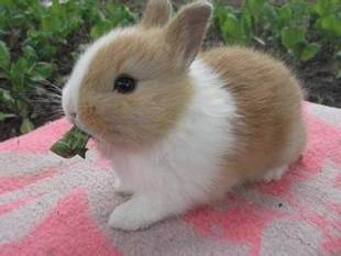宠物兔 侏儒兔,道奇色