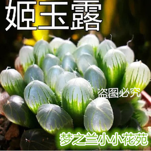 实拍多肉植物姬玉露 圆头玉露 帝玉露 冰灯玉露 水晶玉露 毛玉露