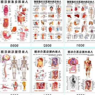 人体结构内脏器官功能骨骼血管心脏肝肺呼吸消化系统构造解剖挂图