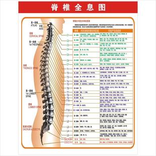 中脊柱疾病健康疗法挂图 人体穴位挂图 医院宣传挂图 脊椎全息图