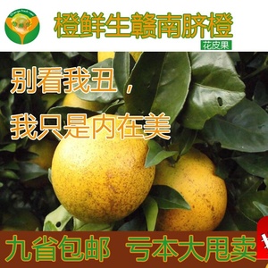 限时包邮现摘新鲜水果江西特产赣南脐橙甜橙子丑果榨汁花皮果10斤江西特产