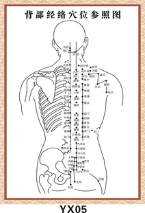 yx05 背部经络穴位参照图 参考示意图 海报挂图贴画图片