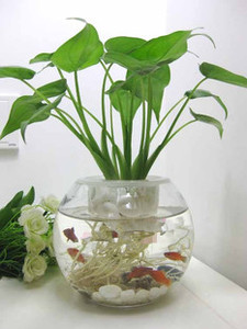 滴水观音 水培植物水养花卉可养鱼 室内水培防辐射吸甲醛