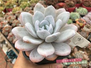 【粉雪莲】韩国进口 span class=h>多肉植物/span>一物一拍花卉绿植