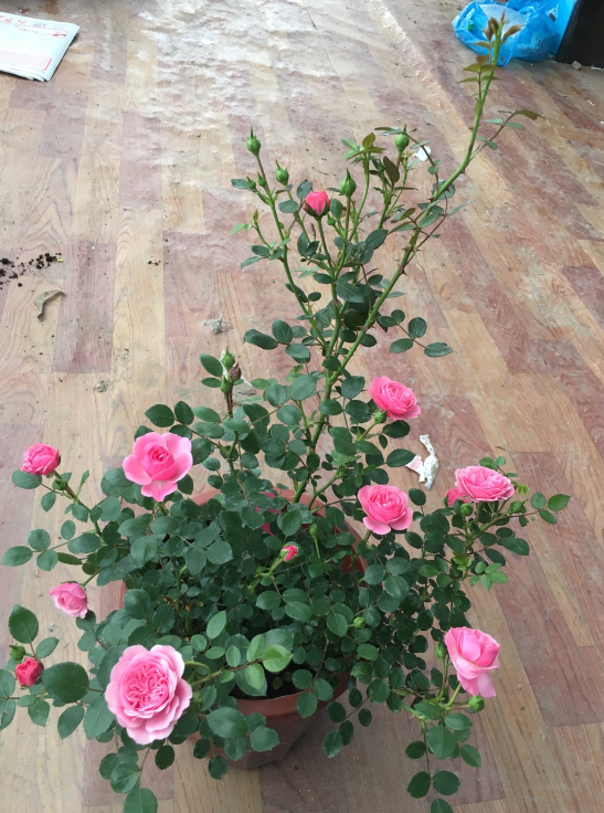 韩国女主播夏娃网盘|韩国主播夏娃种子网盘|韩国女主