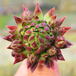 花匠多肉 多肉植物 橘子球3cm 状态好 长生草系列 易成活易爆崽