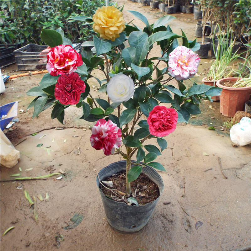 茶花苗室内阳台庭院精品耐冬四季山茶花树苗带花苞绿植盆栽花卉