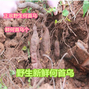 新鲜野生何首乌何首乌统个何首乌根滋补养生500g包邮现挖何首乌片