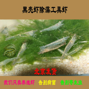 同乐水族 span class=h>黑壳虾/span 草缸除藻