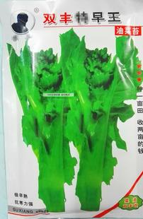 绿野上品|四川油菜苔种子 油菜苗油菜籽 绿油菜苔油菜芽小油菜尖