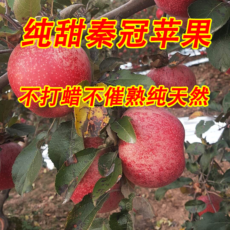 陕西秦冠粉面沙香纯甜苹果当季新鲜水果净重5斤非红富士花牛蛇果