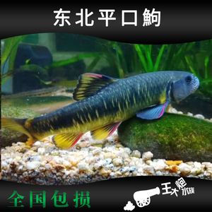 东北鮈平口鮈美丽鮈类原生冷水 span class=h>观赏鱼 /span> span