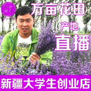新疆熏薰衣草单方植物纯精油香薰按摩护肤祛痘印疤痕安神助睡眠护肤精油