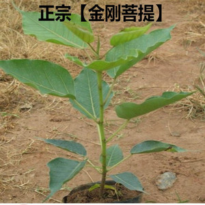 金刚菩提苗凤眼菩提树苗盆栽佛教文化瑰宝菩提子黄 span class=h>花梨