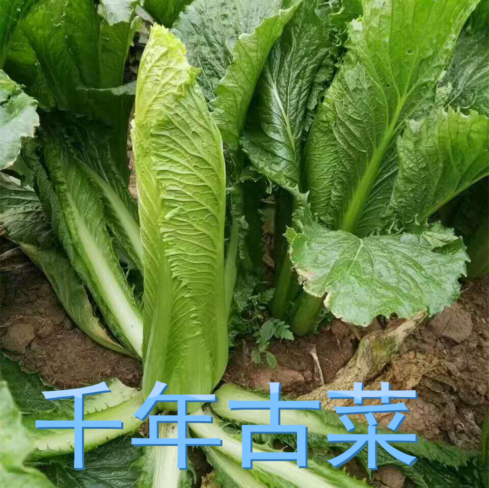 千年古菜大白菜种子 玉田包尖大白菜种子 大白菜老品种 非转基因