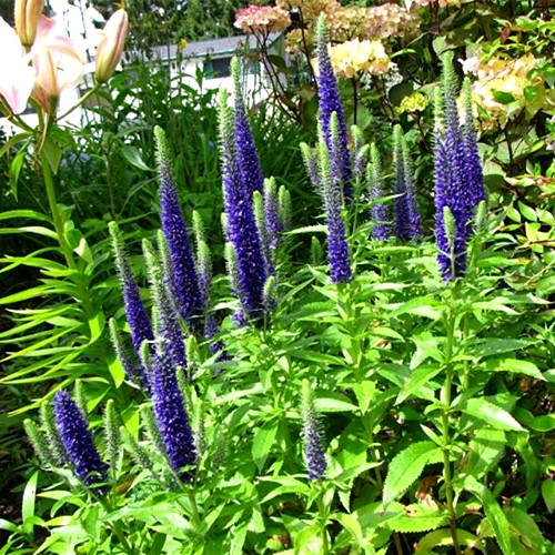 【蔓花园】多年生草本花卉 穗花婆婆纳 园艺花卉 庭院开花植物