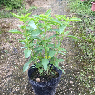 金不换迷迭香薄荷九层塔罗勒食用香料植物盆栽花卉庭院绿植驱虫