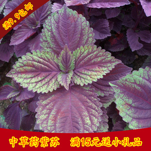蔬菜种子 四季紫叶苏种子 阳台庭院盆栽 中草药材 保健菜
