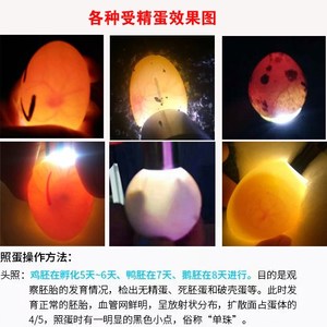 照蛋器led span class=h>手 /span> span class=h>电筒 /span>式孵化 