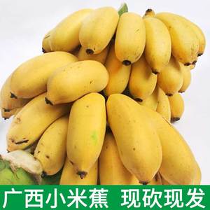 广西小米蕉新鲜香蕉水果皇帝蕉小鸡蕉新鲜banana西贡 span class=h>