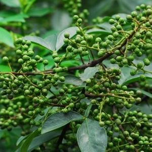  span class=h>毕 /span>澄茄种子 澄茄子山苍子大木姜子 木香子 荜澄