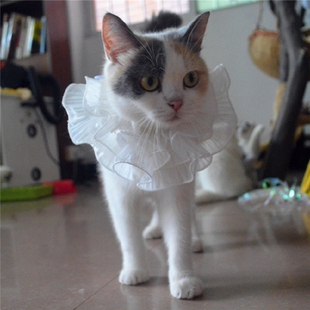 花猫