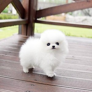 出售博美幼犬活体纯种小型犬家养宠物狗狗赛级白色迷你博美签协议