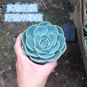 class=h>多肉/span>植物 石莲花盆栽仙人荷花老桩室内绿植组盆小盆栽