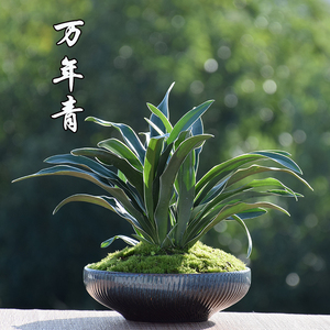 万年青植物绿植价格